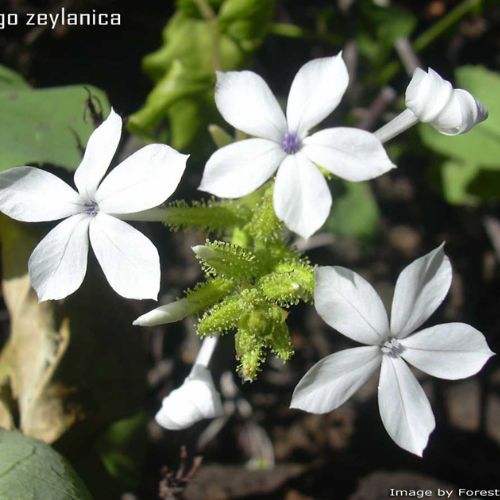 Plumbago zeylanica (Chitrak Mool) Plant
